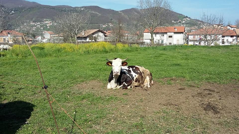 Гостьовий будинок Agriturismo Sentiero Dei Sapori Аджерола Екстер'єр фото