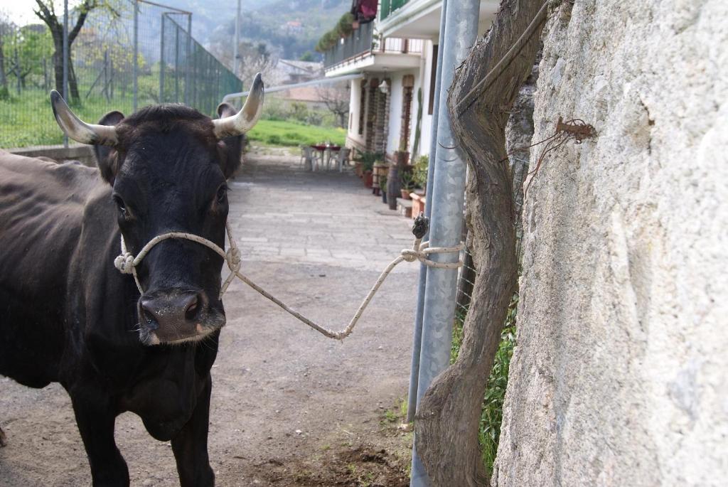 Гостьовий будинок Agriturismo Sentiero Dei Sapori Аджерола Екстер'єр фото