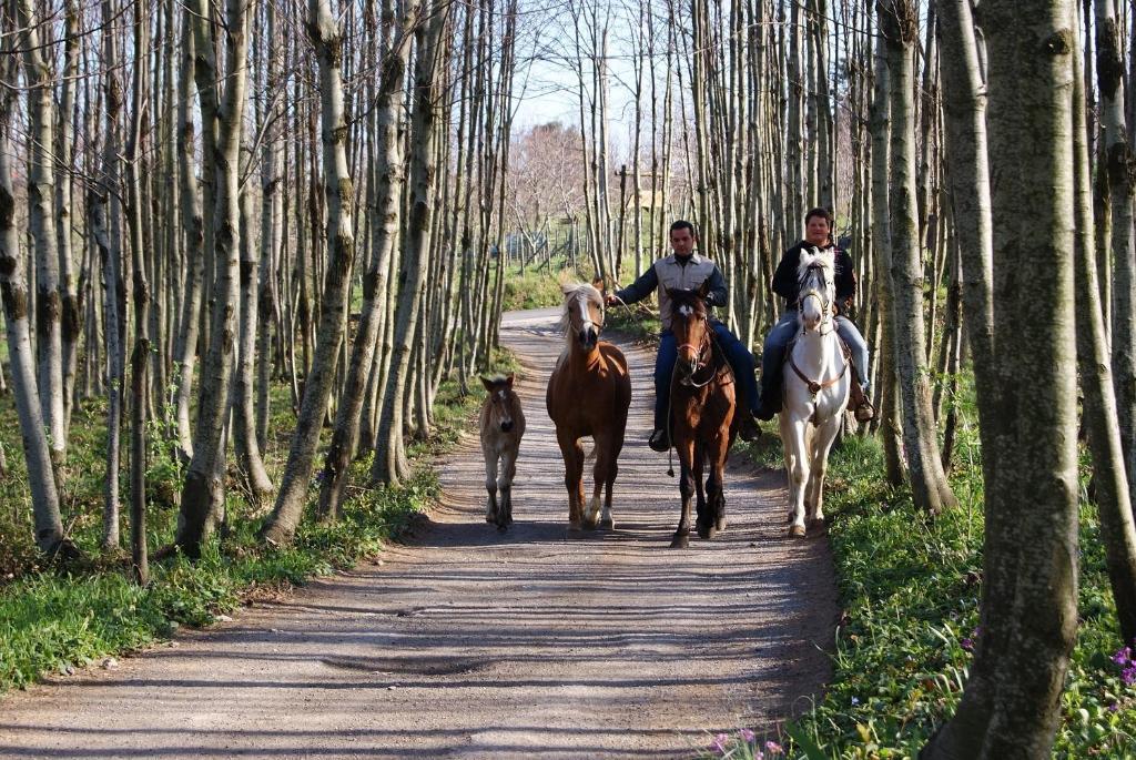 Гостьовий будинок Agriturismo Sentiero Dei Sapori Аджерола Екстер'єр фото
